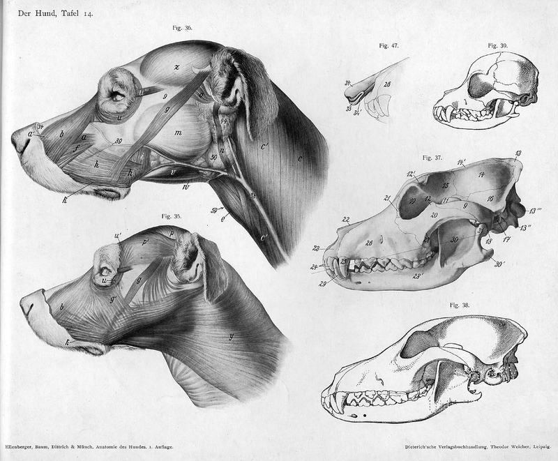 Illustration for article titled Lose Yourself In The Gorgeous Anatomical Drawings of Hermann Dittrich
